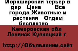 Йоркширский терьер в дар › Цена ­ 1 - Все города Животные и растения » Отдам бесплатно   . Кемеровская обл.,Ленинск-Кузнецкий г.